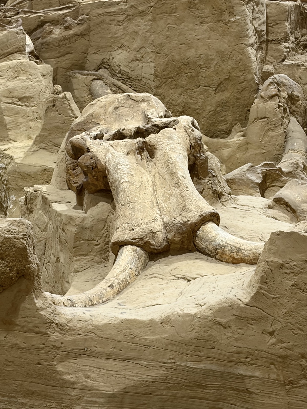 Mammoth Site, South Dakota